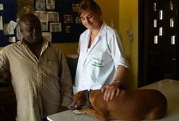 Volunteer Veterinary Medicine & <br /> Animal Care A volunteer pets a dog on a Veterinary Medicine Project placement in Ghana